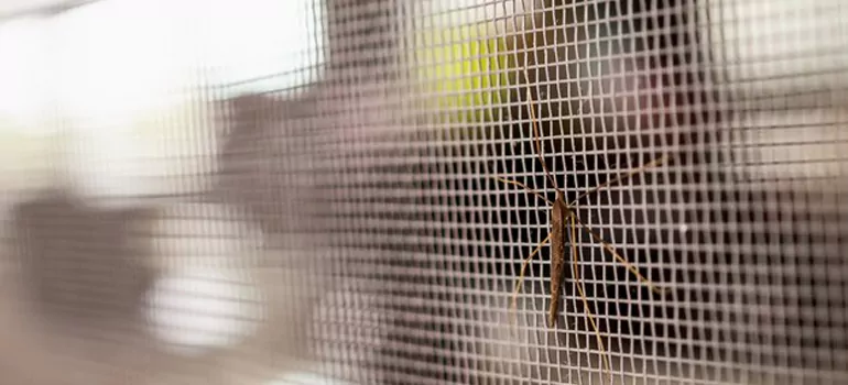 Repair Mosquito Mesh For Windows in Bradenton, FL
